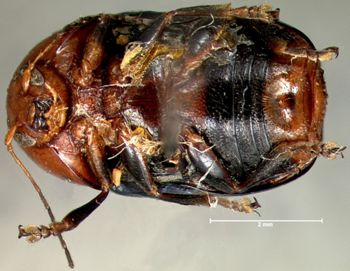 Media type: image; Entomology 9297   Aspect: habitus ventral view